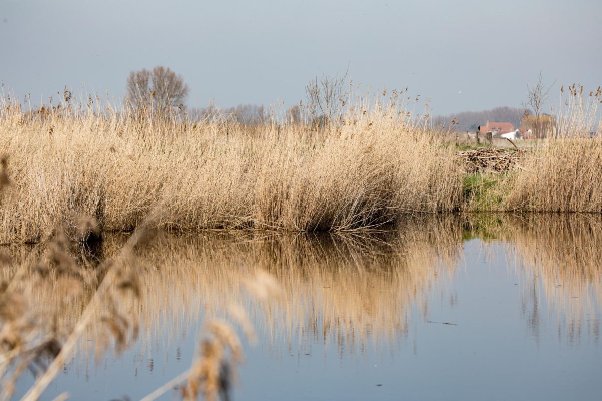 Sfeerfoto’s van de polderlandschappen rond Sint-Laureins en Sint-Margriete in het Meetjesland. Gemaakt in de omgeving van het vakantieverblijf de Heilige Rita. Het vakantiehuis is genoemd naar de patrones van de hopeloze gevallen, geliefd en bekend bij iedereen die kracht zoekt en inspiratie vindt in haar levensverhaal. De vakantiewoning is gelegen tegenover de kerk van het dorp Waterland-Oudeman. Vlakbij bevindt zich het restaurant de Roste Muis. foto: Désiré Naessens.