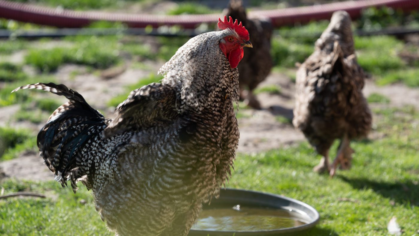 De Roste Muis® is een verpozing voor bezoekers in alle tumult van het bestaan. Deze kroeg, gelegen tussen de akkers van vlak land en grenzend aan de mooiste natuurgebieden van de polders, heeft alles te bieden wat iemands hart kan lusten. Als restaurant is het een aanrader omwille van de paling en de met zorg op de kaart gestelde suggesties op maat van de seizoenen. Het uitstekende en volledige palet aan palinggerechten maken de Roste Muis® tot één van de meest gekende palinghuizen van het krekengebied. Van den vos Reynaert, Elmare, fietsroutes, huwelijken, Kiara Haegeman, krekengebied, oudemanskreek, Paling, palingrestaurant De Roste Muis, Peter Haegeman, recepties, roste muis, sfeerkroeg, tea-room, vakantiewoning De Heilige Rita, web: beeldconnectie / DNA Reportages 