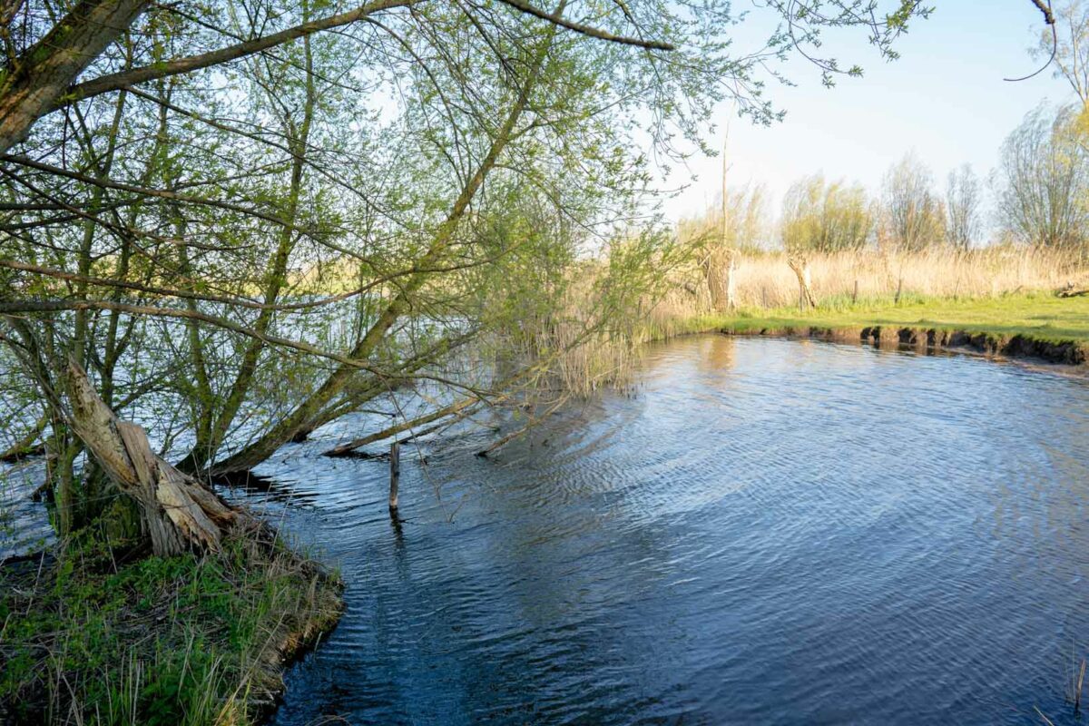 De roste muis, palingrestaurant, streekgerechten, menu, drijdijk 2, Waterland-Oudeman, Peter Haegeman, Sint-Laureins, natuurbeleving, natuurgebieden, tea-room, vakantiewoning de Heilige Rita, Bentille, Eeklo, restaurants Eeklo, restaurants Meetjesland, Meetjesland, toerisme, fietstochten, vakantiehuis, vakantiegroeten, op vakantie in het Meetjesland, Groeten uit de Polders, poldergebied, de polderstreek, Sluis, Waterlandkerje, Assende, Sint-Margriete, Reynaert De Vos, Elmare, ‘Als de vos de passie preekt boer let op uw ganzen’ van Chris Ferket, priorij Benedictijnen, 14 de eeuw, Epos van Reynaert de Vos, Reynaert de Vos als pelgrim op bezoek in Elmare, krekengebied, kiekendieven, palinggerechten, palinghuizen, houtlanders, luxe-vakantiewoning, toeristische trekpleister, Sint-jan, kerkje van Sint-Jan-de-Doper, turfstekers, wilde ganzen, wielertoerisme, maisdoolhof, bezienswaardigheden, webdesign, fotografie & websites Désiré Naessens, op restaurant gaan, roste muis doolhof, polderzicht, vakantiehuis, vakantiewoning, vakantie, vakantiewoning de heilige rita, de roste muis openingstijden, openingsuren, reserveren, https://derostemuis.be, https://deheiligerita.be, https/beeldconnectie.com